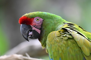 Green macaw