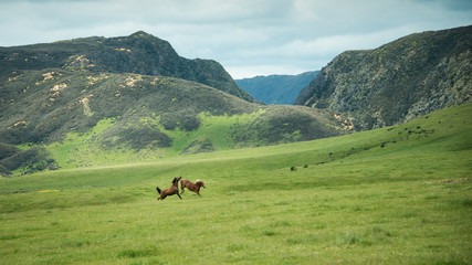 Fototapeta na wymiar Two wild horses playing on the green hills of Kaimanawa mountain ranges, North Island, New Zealand