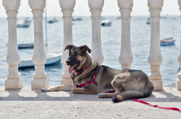 A dog lying on the street