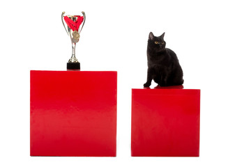 black british shorthair cat sitting on red cube near golden trophy cup wrapped by medals isolated on white background