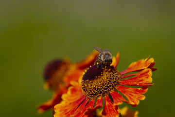Sonnenbraut Waltraud