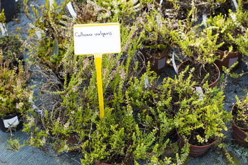 Calluna vulgaris flowers in pots sold in garden center