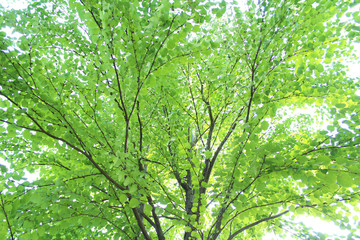 Fototapeta premium 新緑 エコイメージ