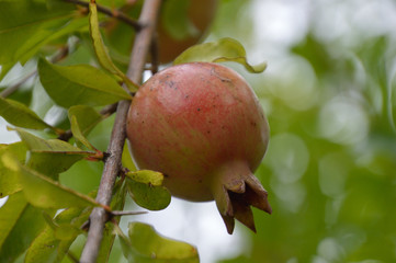 赤く色づいたザクロの実