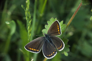 Butterfly Aricia agestis or brown argus, top view