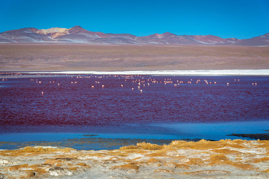 Flamingos on Laguna Colorada, colorful salt lake in Sur Lipez province, Potosi, Bolivia