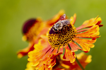 Sonnenbraut Waltraud