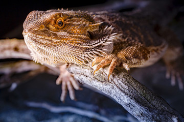 Pogona Vitticeps