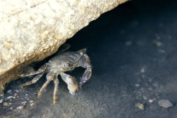A small crab crawled out of the depths of a brown rock