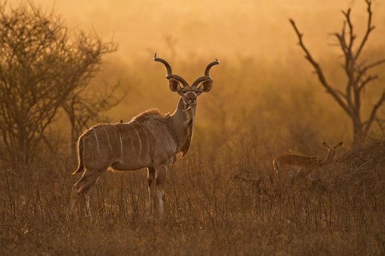 Kudu Male in stunning morning backlight Kruger Park
