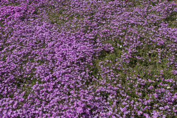 國田家の芝桜／岐阜県郡上市