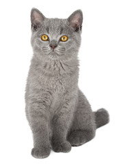 Fototapeta na wymiar very cute blue british shorthair kitten cat sitting isolated on white background