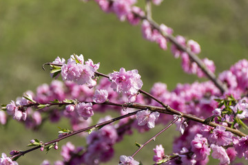 Fototapeta premium 小川の花桃／岐阜県郡上市