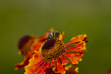 Sonnenbraut Waltraud