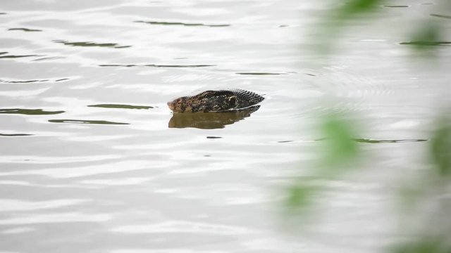 varan swims in the river