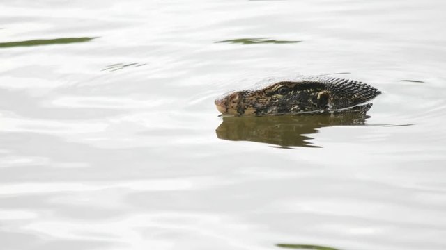 Water monitor lizard floats in the river