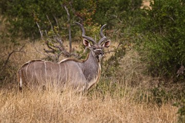 Kudu bull very alert