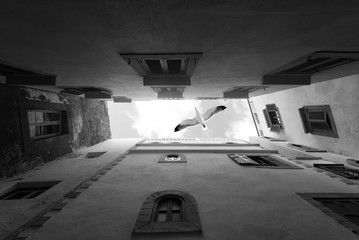 Essaouira, Morocco, Seagull above Buildings, Black and White Picture