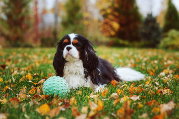 Naklejka na ściany i meble happy cavalier king charles spaniel dog playing with toy ball in autumn garden