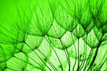 green dandelion background