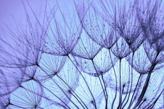 Blue Dandelion Background