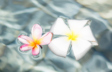 Flowers in water