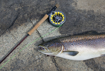 Atlantic salmon and fly fishing rod © gdvcom