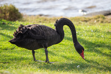 Fototapeta premium Black Swan