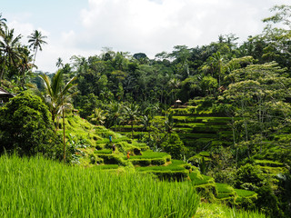 Fototapeta na wymiar Reisfelder, Reisterrassen mit Palmen, Tegallalang Rice Terrace, Ubud, Bali