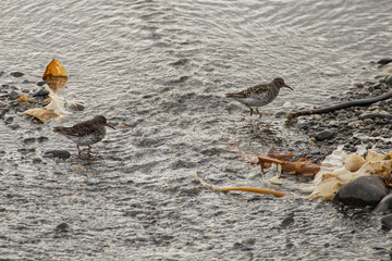 Sandpippers in the Arctic