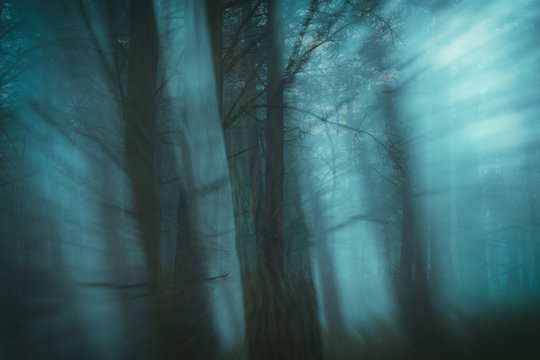 Fototapeta Enchanted forest with blur effect. Lost concept