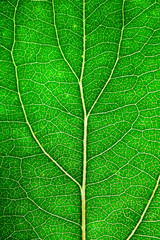 Tree leaf.
