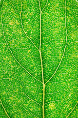 Tree leaf.