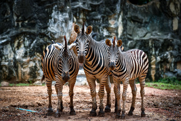 Fototapeta na wymiar Three Zebras