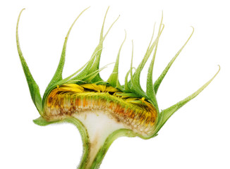 Inner cut half section of summer  unripe small yellow  sunflower. Isolated
