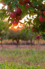 Apple on trees in fruit garden on sunset