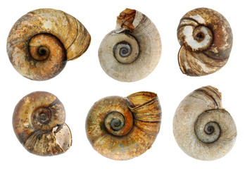 Small death  dry aged cockleshells that live in the lithuanian lakes