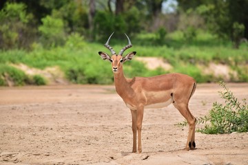 Impala Male in dry river bed