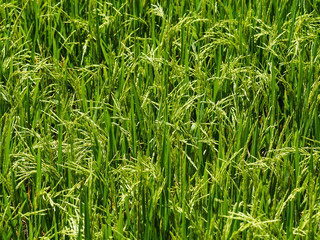 Reisfelder, Sidemen, Bali