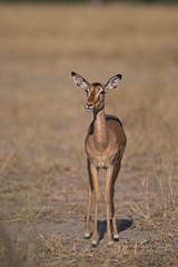 Impala female with soft background
