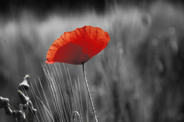Fototapeta Poppy flower or papaver rhoeas poppy with the light behind in Italy remembering 1918, the Flanders Fields poem by John McCrae and 1944, The Red Poppies on Monte Cassino song by Feliks Konarski
 obraz