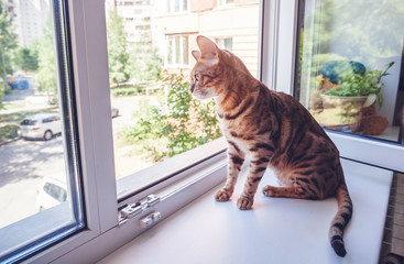 A beautiful spotted pure Bengali cat breed sits on the windowsill against the background of an open...