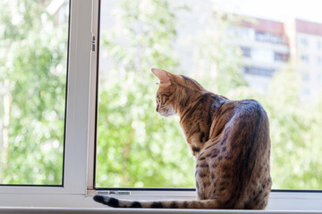 A beautiful spotted pure Bengali cat breed sits on the windowsill against the background of an open window in the apartment, taking care of pets