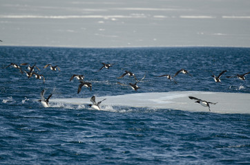 Guillemot de Troïl,.Uria aalge, Common Murre, Pyramiden, archipel du Spitzberg, Svalbard