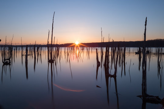 Multiple Tree Stumps Manasquan Reservoir Sunrise Refrection