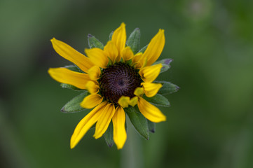 Rudbeckia hirta yellow flower with black brown center in bloom, black eyed susan in the garden