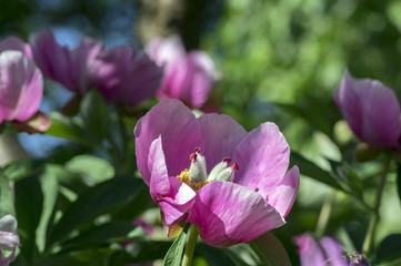 Paeonia suffruticosa pink purple springtime flower in bloom, flowering shrub