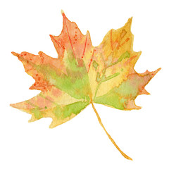 Fototapeta premium Maple leaf. Watercolor autumn leaf illustration
