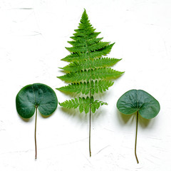 Green leaves on white concrete background, flat lay
