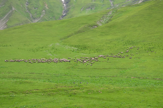 flock of sheep on the slope of the mountain